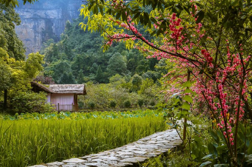 2025重庆桃花季全攻略，最佳赏花时段大公开-圈子社区