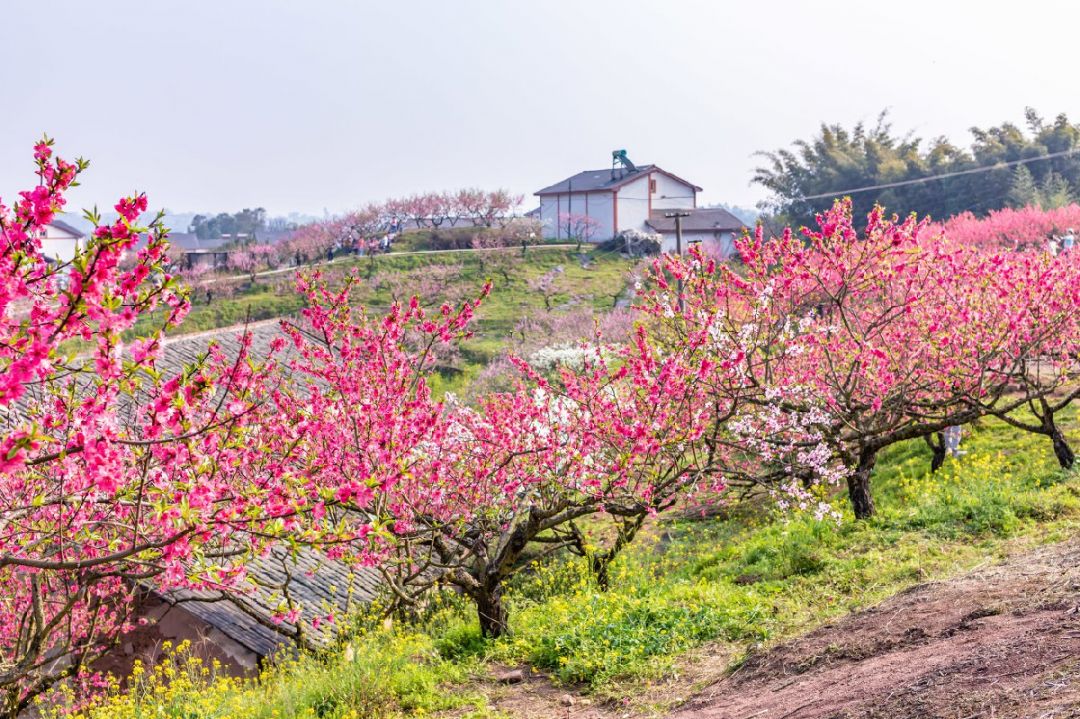 2025重庆桃花季全攻略，最佳赏花时段大公开-圈子社区