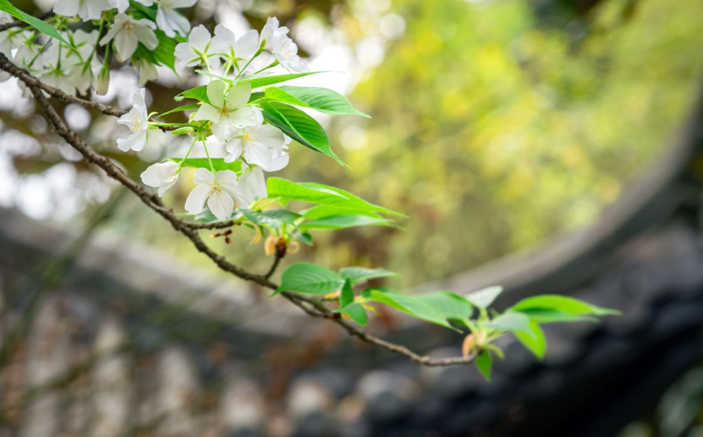 2025园博园赏花季必打卡清单-圈子社区